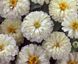 Цинія Дрімленд F1 ivory 100 шт, Takii Seed, Японія 3098 фото