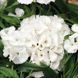 Барбаріні F1 white 100 шт, турецька низькоросла,Syngenta Flowers, Нідерланди 2062 фото