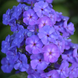 Флокс друммонда Б'юті (15 - 20 см) blue 5 г, W.Legutko, Польща 0627 фото