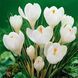 Крокус Jeanne d'Arc 8/9 0280 фото 2