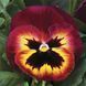 Маммут F1 сангрія 100 шт, Syngenta Flowers, Нідерланди 1566 фото