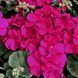 Мультіблум F1 violet 100 шт,Syngenta Flowers, Нідерланди 1962 фото