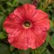 Пікобелла F1 лососева 200 драже, міддіфлора, Syngenta Flowers, Нідерланди 1862 фото