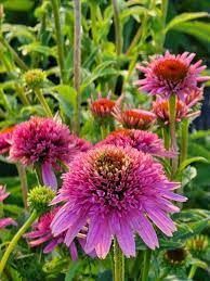 Ехінацея махрова низька Sombrero Double Pink  2803 фото