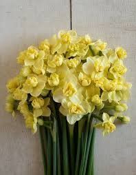 Нарцис Yellow Cheerfulness 12/14 0231 фото