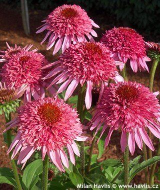 Ехінацея махрова низька Sombrero Double Pink  2803 фото