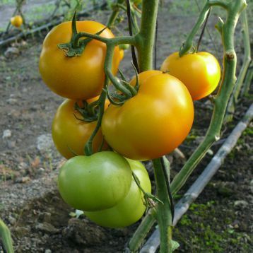 Єлоу Болл F1 жовтий, 8 шт, Lark Seeds (США) 0781 фото