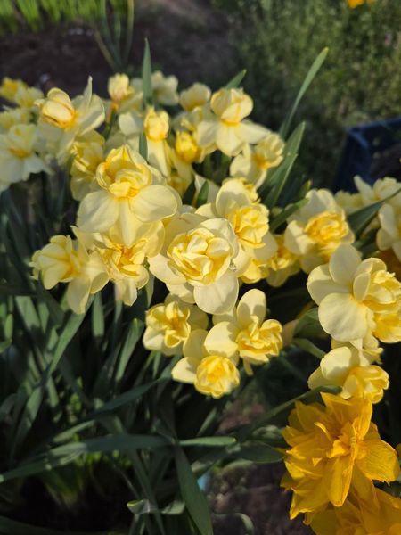 Нарцис Yellow Cheerfulness 12/14 0231 фото
