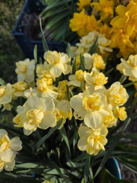 Нарцис Yellow Cheerfulness 12/14 0231 фото