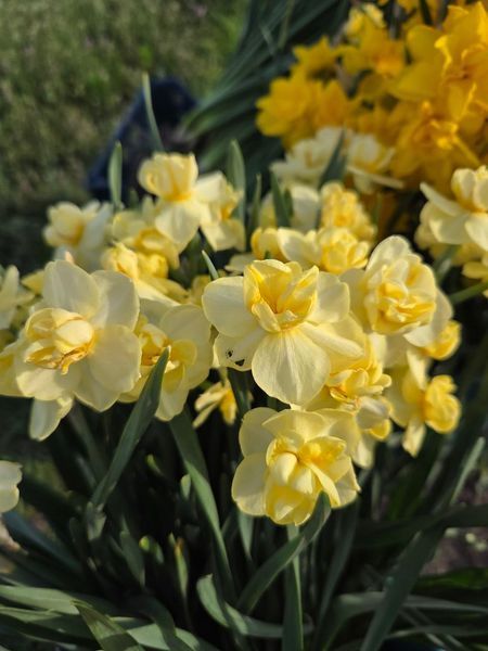 Нарцис Yellow Cheerfulness 12/14 0231 фото