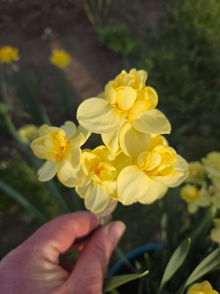 Нарцис Yellow Cheerfulness 12/14 0231 фото