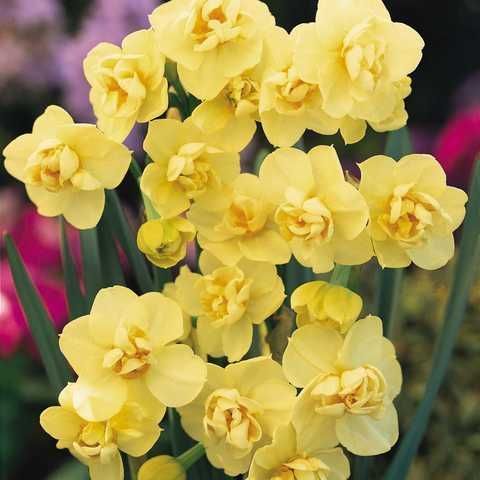 Нарцис Yellow Cheerfulness 12/14 0231 фото