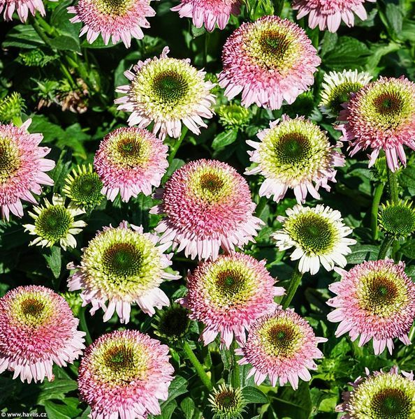 Ехінацея махрова низька Sombrero Double Pink  2803 фото