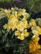 Нарцис Yellow Cheerfulness 12/14 0231 фото 4