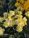 Нарцис Yellow Cheerfulness 12/14 0231 фото 6