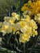 Нарцис Yellow Cheerfulness 12/14 0231 фото 5