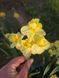 Нарцис Yellow Cheerfulness 12/14 0231 фото 7