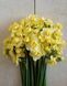 Нарцис Yellow Cheerfulness 12/14 0231 фото 1
