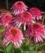 Ехінацея махрова низька Sombrero Double Pink  2803 фото 1