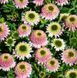 Ехінацея махрова низька Sombrero Double Pink  2803 фото 4