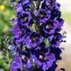 Магічний Фонтан dark blue dark bee 200 шт, Benary, Німеччина 0526 фото