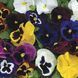 Маммут F1 суміш 100 шт, Syngenta Flowers, Нідерланди 1567 фото