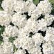 Мультіблум F1 white 100 шт,Syngenta Flowers, Нідерланди 1963 фото
