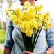 Нарцис Yellow Cheerfulness 12/14 0231 фото 2