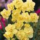 Нарцис Yellow Cheerfulness 12/14 0231 фото 3