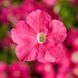 Пікобелла F1 малинова 200 драже, мілліфлора, Syngenta Flowers, Нідерланди 1863 фото