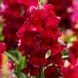 Снеппі F1 red 100 шт, Hem Genetics, Нідерланди 1666 фото