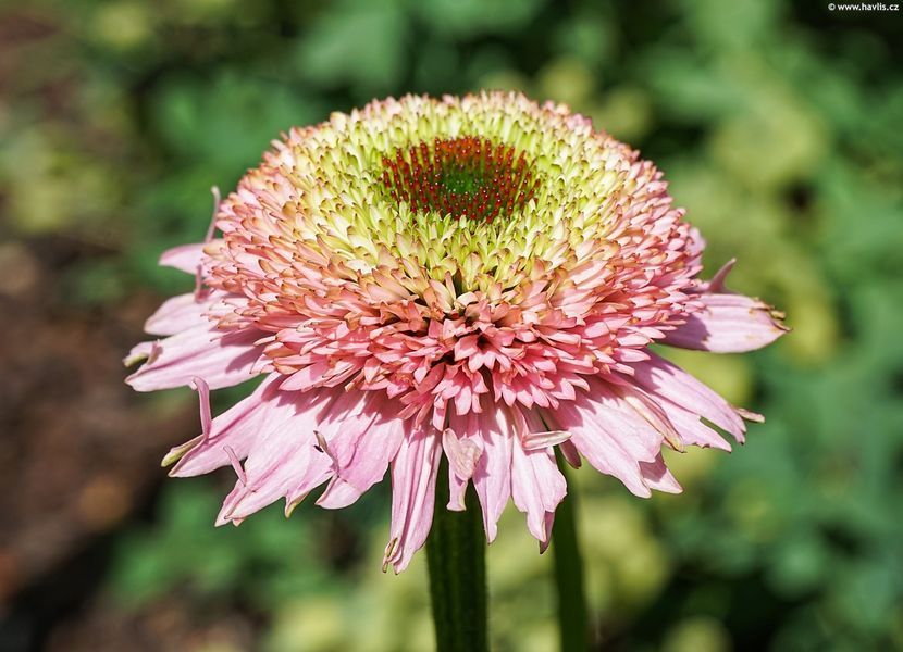 Ехінацея махрова низька Sombrero Double Pink  2803 фото