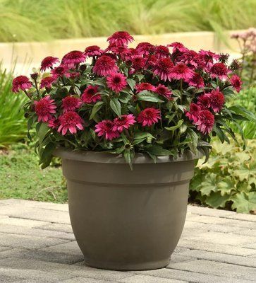 Ехінацея махрова низька Sombrero Double Rose 2804 фото