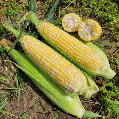 Акведук F1 LS, 2 500 шт, Lark Seeds (США) 1324 фото