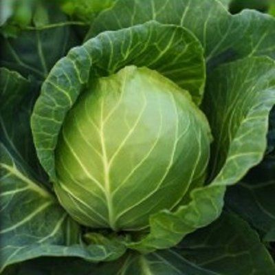 Одісей F1, середня 20 шт, NongWoo Bio (Корея) 1225 фото