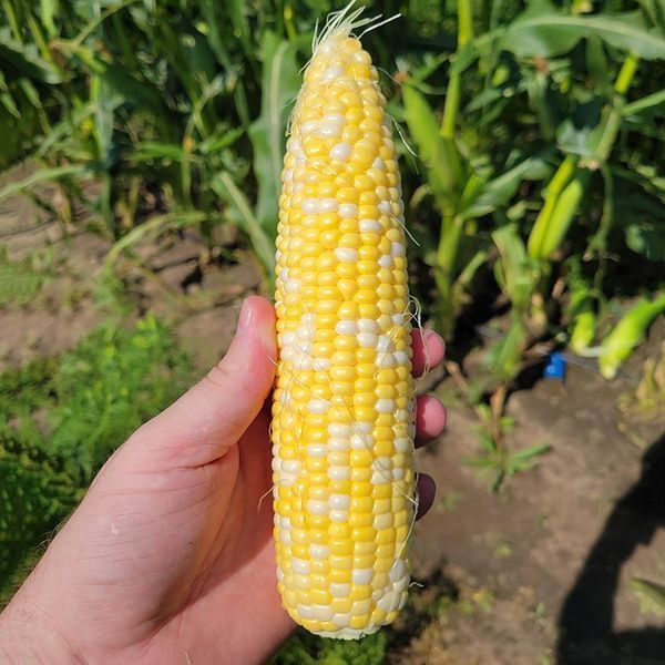 Акведук F1 LS, 2 500 шт, Lark Seeds (США) 1324 фото