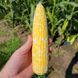 Акведук F1 LS, 2 500 шт, Lark Seeds (США) 1324 фото 2
