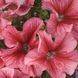 Лімбо F1 red veined 1000 драже, грандіфлора, Hem Genetics, Нідерланди 1764 фото