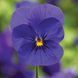Пенні F1 deep blue 100 шт, Syngenta Flowers, Нідерланди 1617 фото