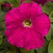 Пікобелла F1 рожева 200 драже, мілліфлора, Syngenta Flowers, Нідерланди 1864 фото