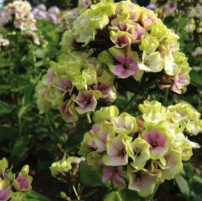 Флокс Neon Sherbet Blend 0580 фото