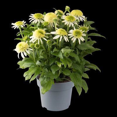 Ехінацея махрова низька Sombrero Double White 2805 фото