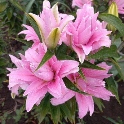 Diantha 18/20  0033 фото