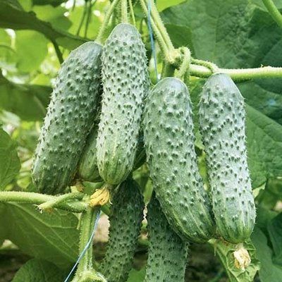 Капрікорн F1, 10 шт, Yuksel Seed (Турція) 0733 фото