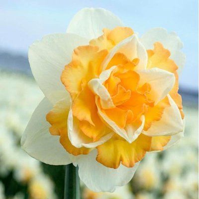 Нарцис Golden Pearl 12/14 0233 фото
