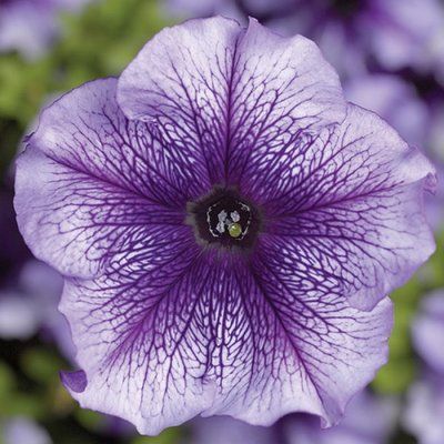 Тритунія F1 blue veined 1000 драже, грандіфлора, Syngenta Flowers, Нідерланди 1815 фото