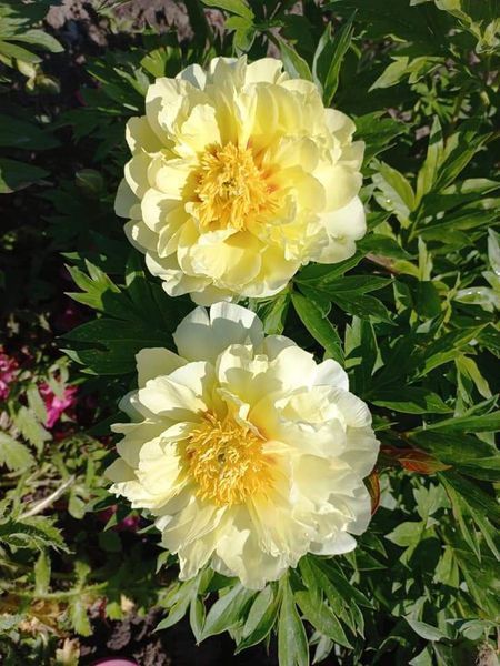 Itoh "Bartzella" 3/5 0283 фото