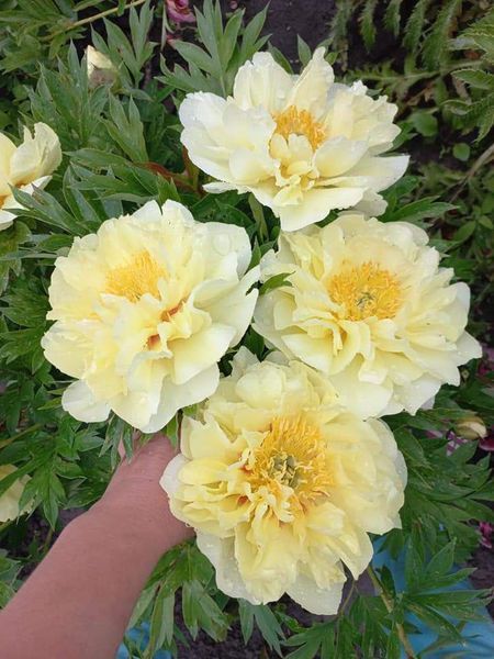 Itoh "Bartzella" 3/5 0283 фото