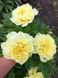 Itoh "Bartzella" 3/5 0283 фото 2