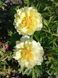 Itoh "Bartzella" 3/5 0283 фото 4